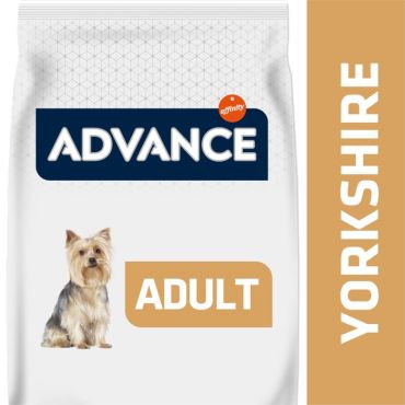 Advance Yorkshire Terrier 1